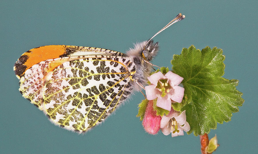 Saras Orangetip Butterfly #1 Photograph by Buddy Mays
