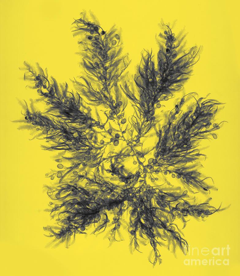 Sargassum Seaweed, X-ray #1 Photograph by Ted Kinsman