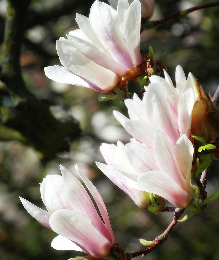 Saucer Magnolia Photograph by Mary Lane | Fine Art America