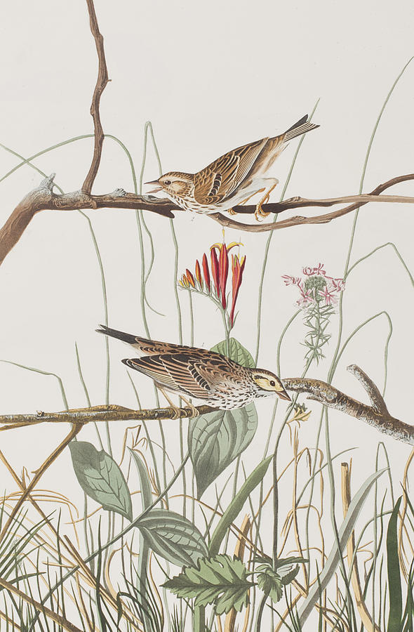 John James Audubon Painting - Savannah Finch by John James Audubon