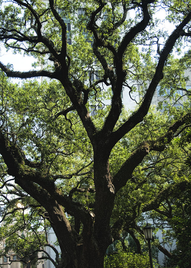 Savannah Live Oak And Spanish Moss #1 Photograph by Kathy Clark