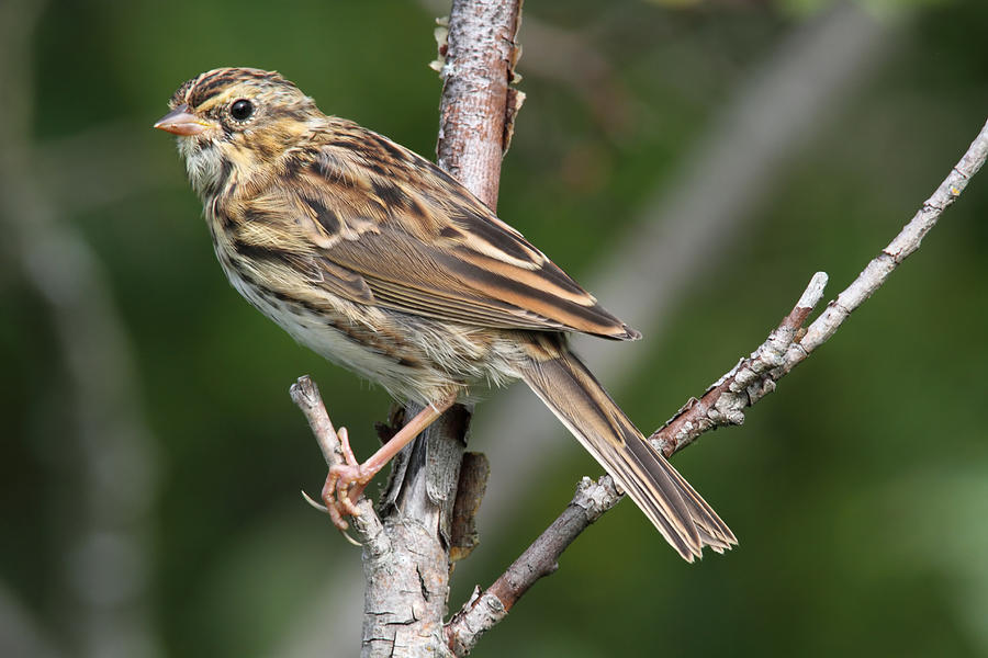 Sparrow Photograph - Savannah Sparrow #1 by Doug Lloyd
