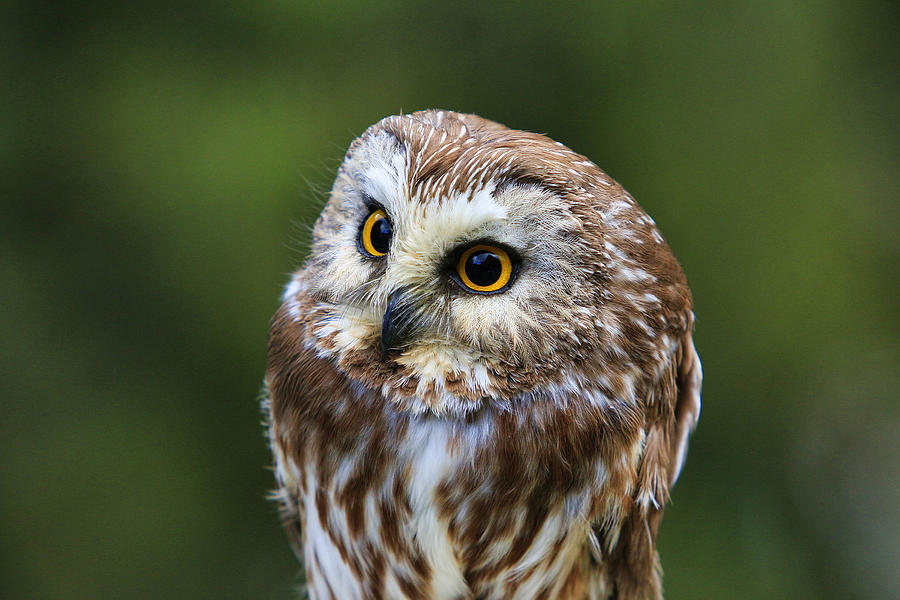 Saw-whet Owl  #1 Photograph by Steve McKinzie