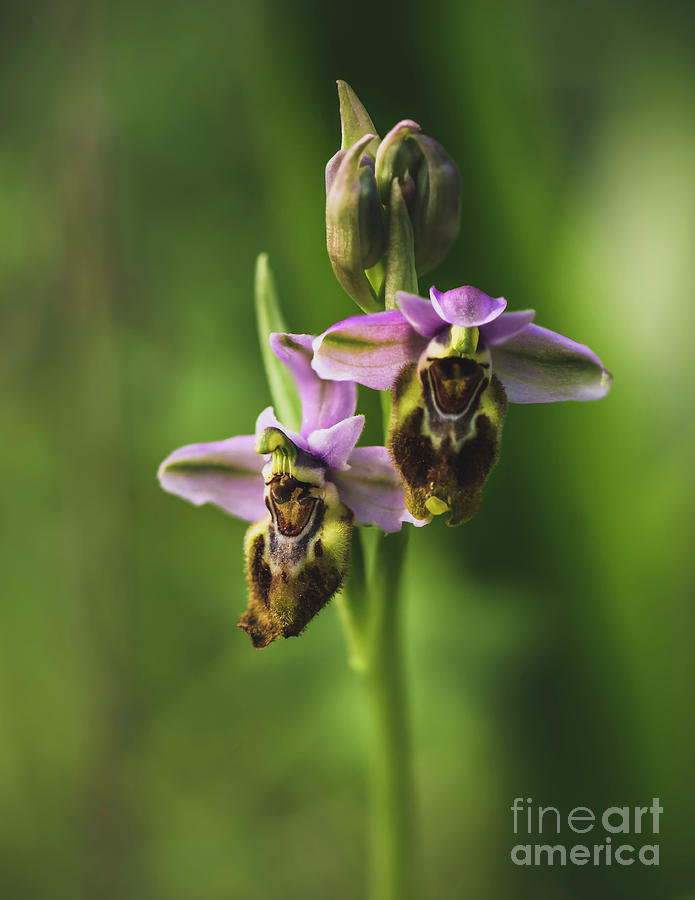 Sawfly orchid, Ophrys tenthredinifera #1 Photograph by Perry Van Munster