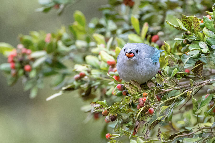 Sayaca Tanager Photograph by Mike Timmons - Fine Art America