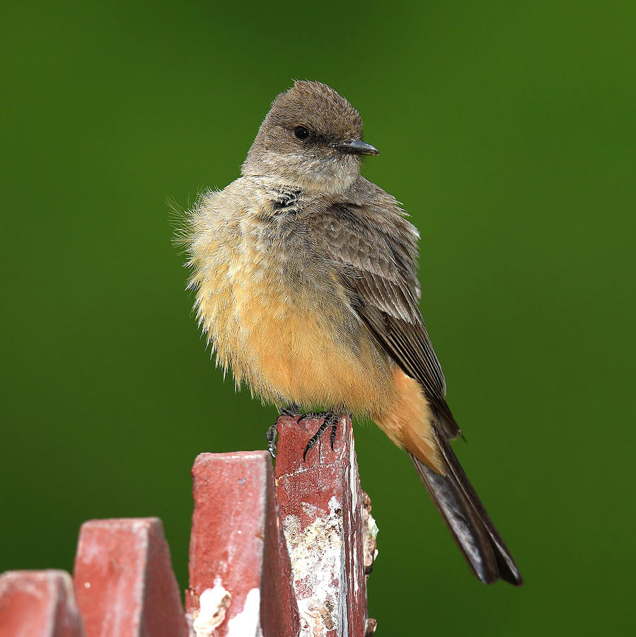 Flycatcher Photograph - Says Phoebe #1 by John Absher