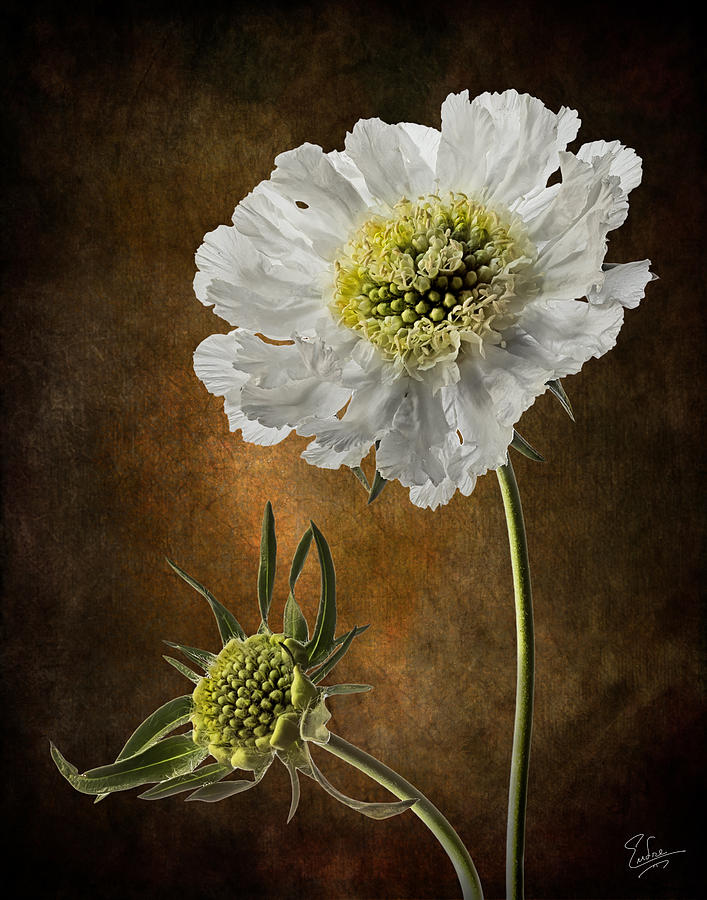 Scabiosa #1 Photograph by Endre Balogh