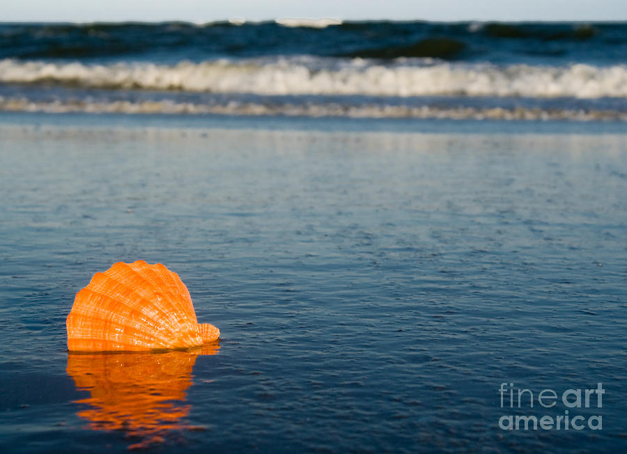 Scallop seashell on the beach #1 Photograph by Anthony Totah