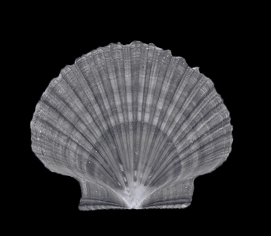 Scallops in Black and White Digital Art by Cathy Anderson