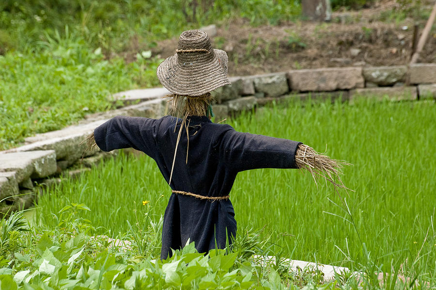 Scarecrow in a rice paddy in Wuzhen, China. #1 Photograph by Rob Huntley