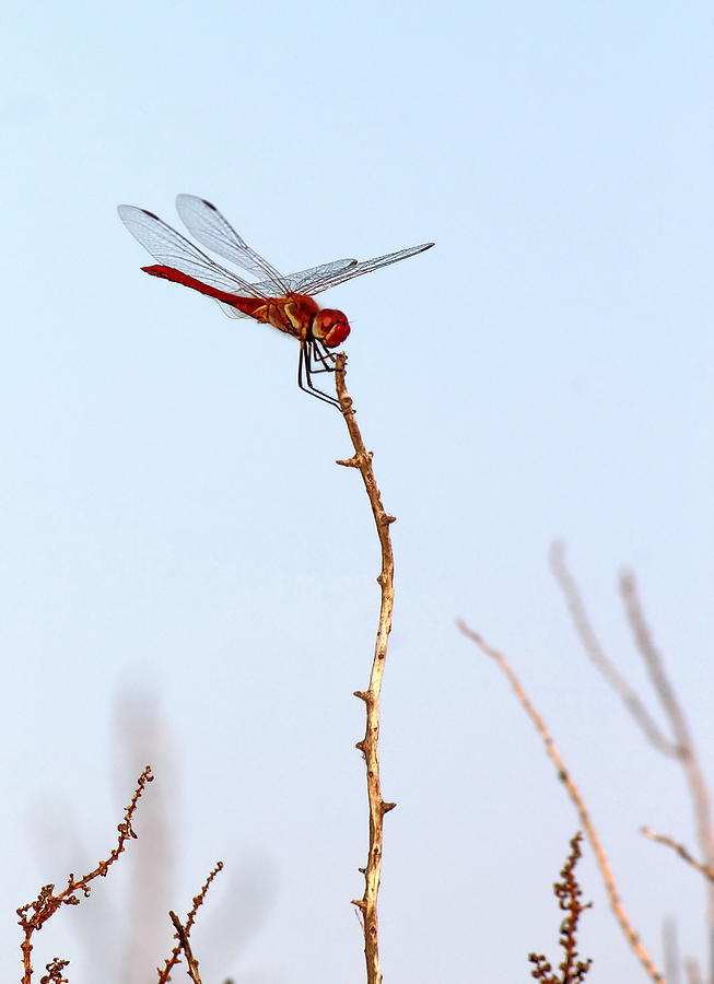 Scarlet dragonfly, Camargue, France #1 Photograph by Elenarts - Elena Duvernay photo