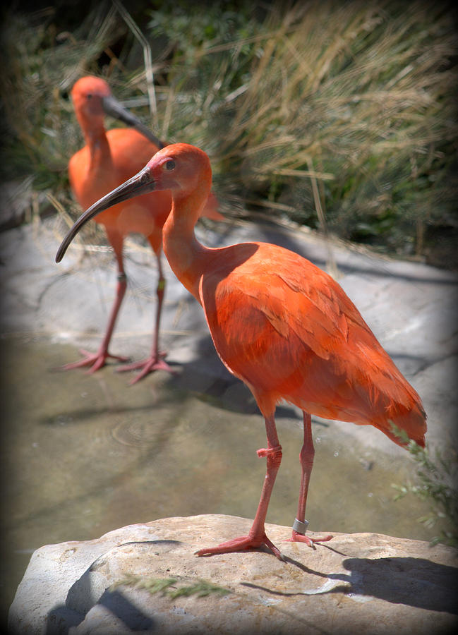 Scarlet Ibis Eudocimus ruber #1 Photograph by Nathan Abbott