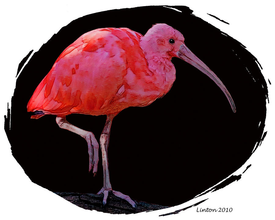 Ibis Digital Art - Scarlet Ibis #1 by Larry Linton