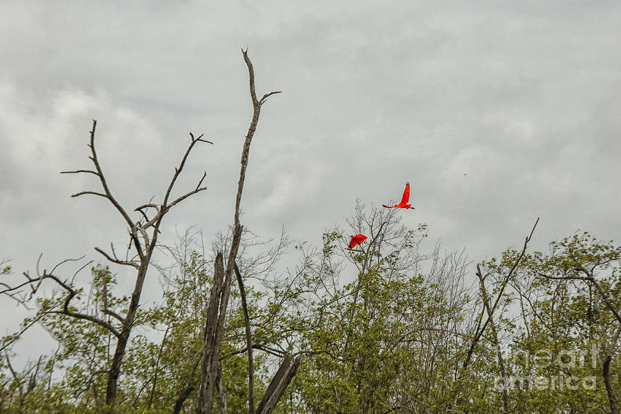 Bird Photograph - Scarlet Ibis by Patricia Hofmeester