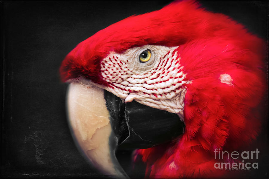 Scarlet Macaw - Ara Macao #1 Photograph by Sharon Mau