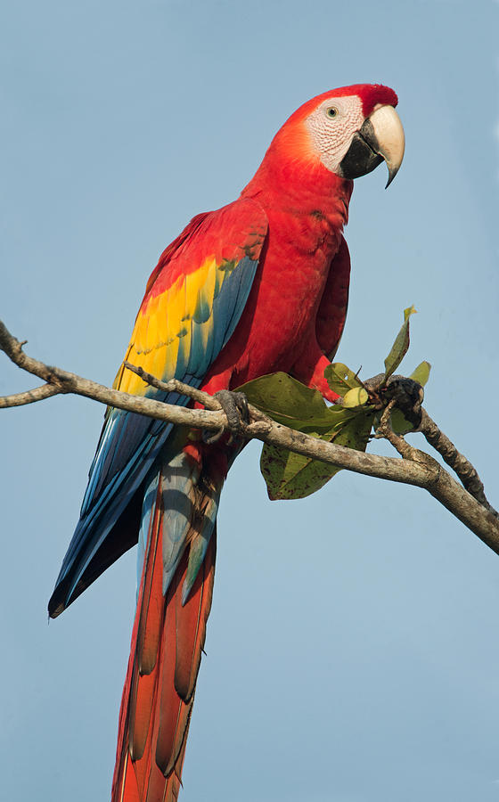 Nature Photograph - Scarlet Macaw Ara Macao, Tarcoles #1 by Panoramic Images
