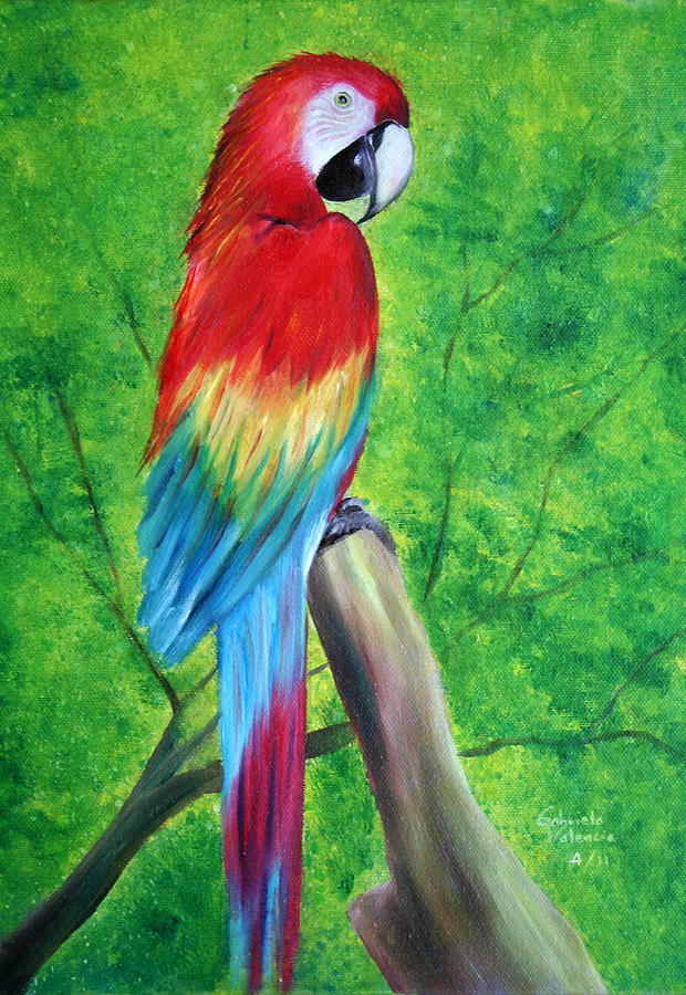 Scarlet Macaw Painting by Gabriela Valencia - Fine Art America