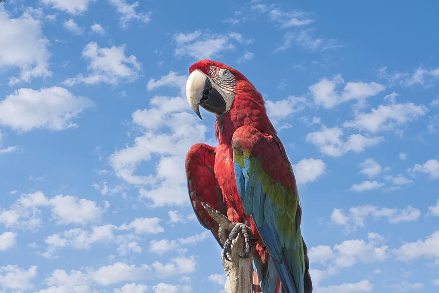 Macaw Photograph - Scarlet Macaw #2 by Kim Hojnacki