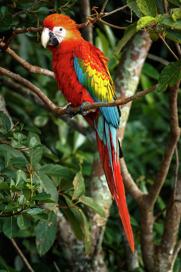 Scarlet Macaw La Macarena Colombia #1 Photograph by Adam Rainoff