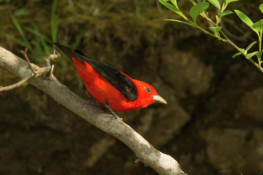Scarlet Tanager #1 Photograph by Alan Lenk