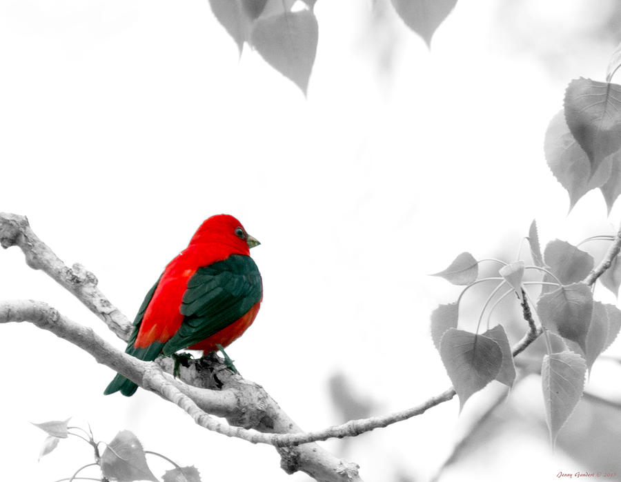 Scarlet Tanager Digital Art