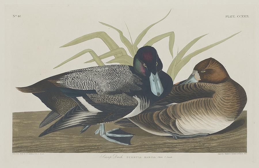 John James Audubon Drawing - Scaup Duck #1 by Dreyer Wildlife Print Collections 