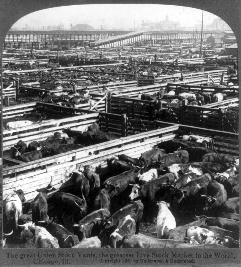 Scene In The Great Union Stockyards #1 Photograph by Everett