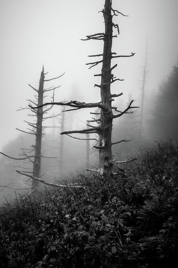 Scenes Along Appalachian Trail In Great Smoky Mountains #1 Photograph by Alex Grichenko