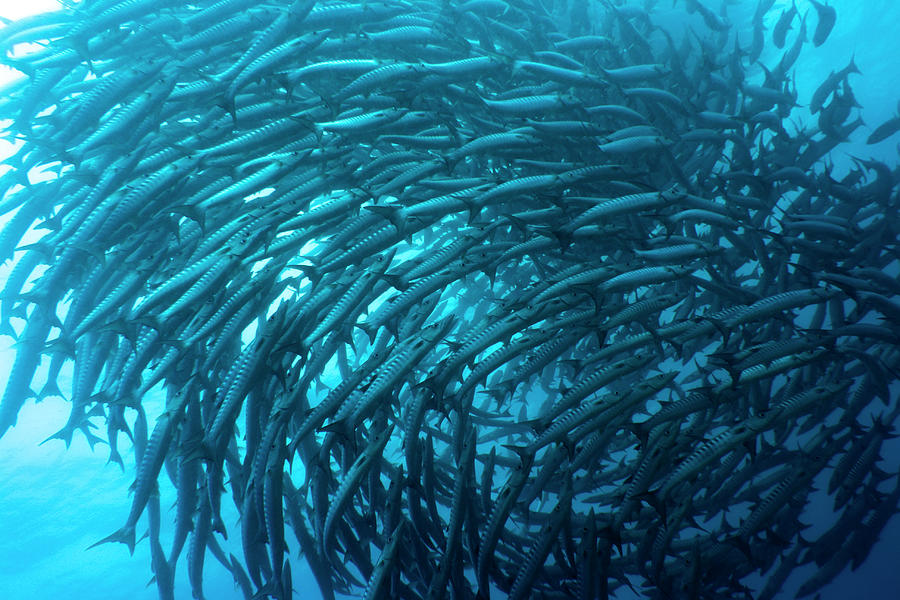 Fish Photograph - School of barracudas underwater #1 by MotHaiBaPhoto Prints