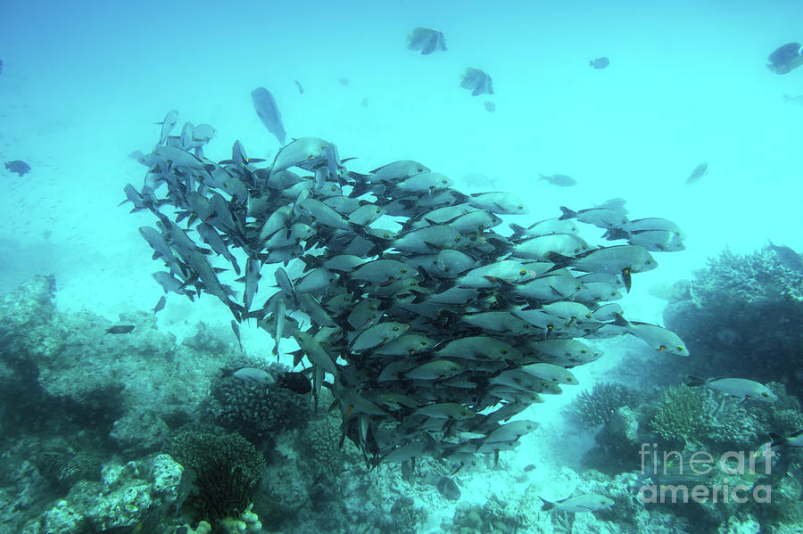 School of fish fish in Indian Ocean, Maldives. #1 Photograph by Michal Bednarek