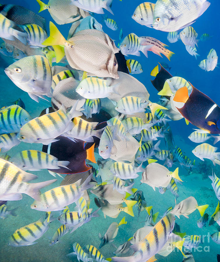 School of Tropical Fish #1 Photograph by Anthony Totah