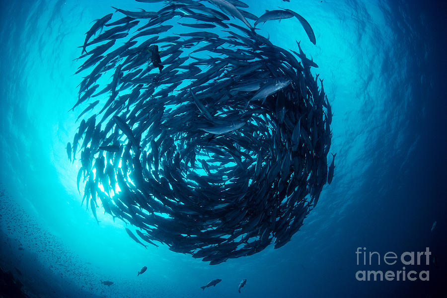 Schooling Bigeye Trevally #1 Photograph by Ed Robinson - Printscapes