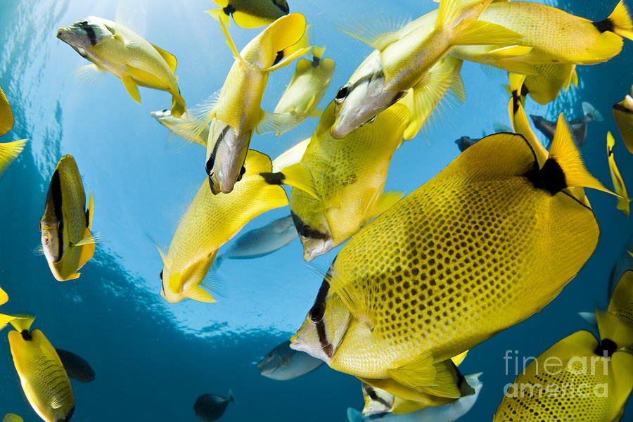Fish Photograph - Schooling Butterflyfish #1 by Dave Fleetham - Printscapes