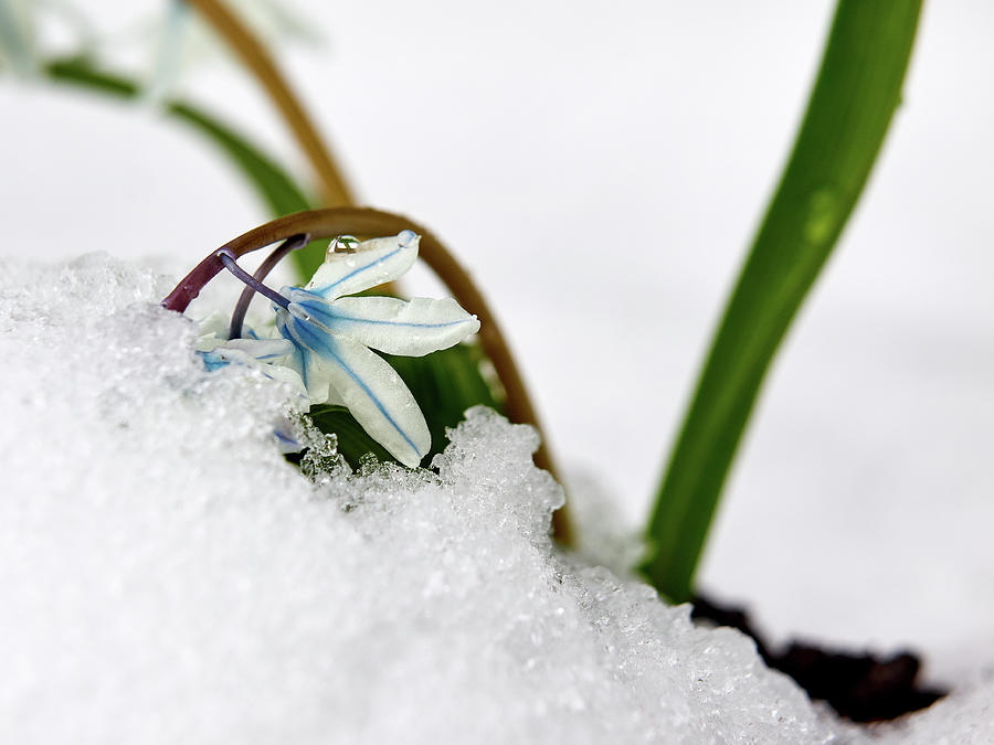 Scilla on snow #1 Photograph by Jouko Lehto