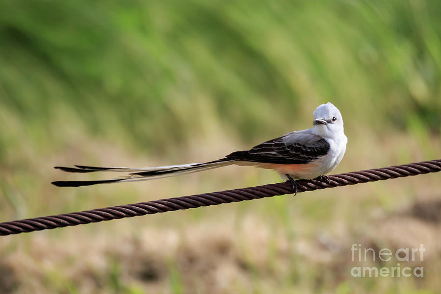 Scisor-Tailed Flycatcher #1 Photograph by Richard Smith