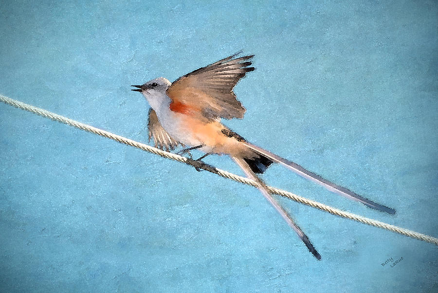 Flycatcher Photograph - Scissor-tailed Flycatcher #1 by Betty LaRue