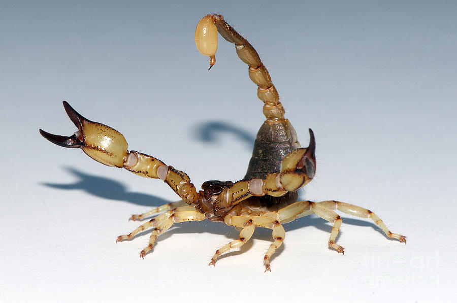 Scorpion, Anuroctonus Pococki #1 Photograph by Scott Camazine