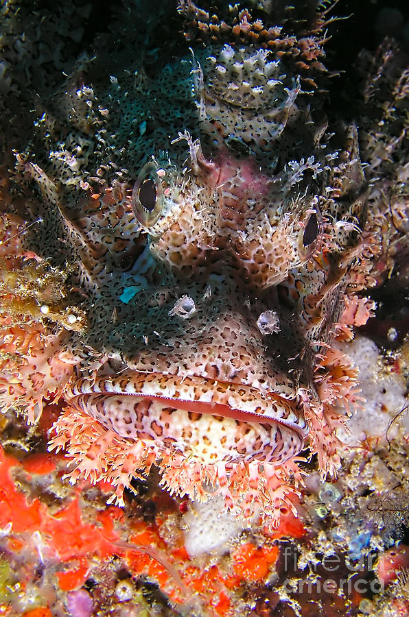Scorpionfish #1 Photograph by Joerg Lingnau