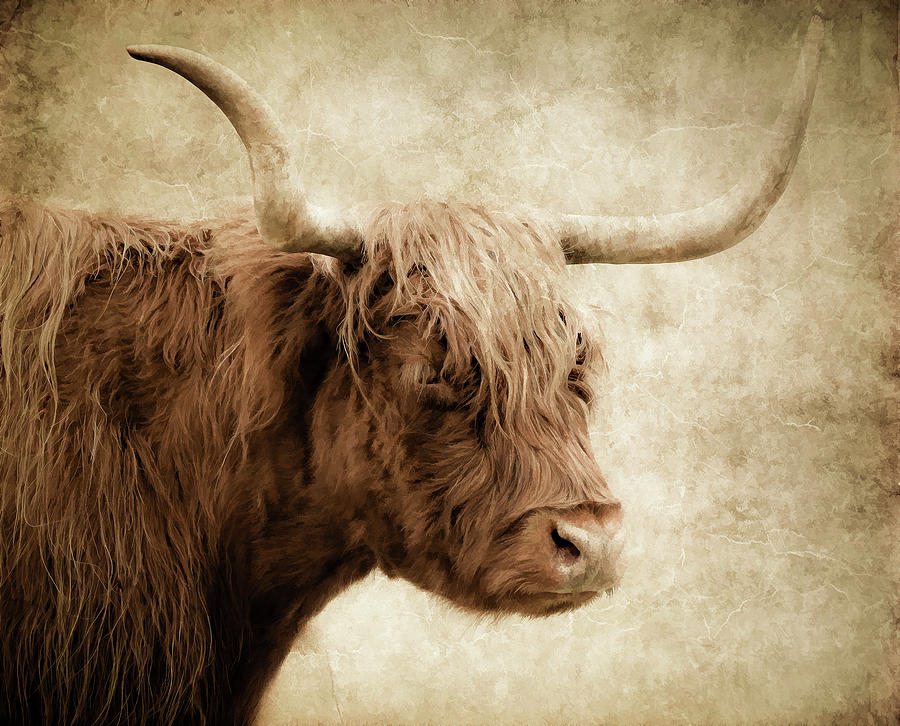 Scottish Highland Bull II #1 Photograph by Athena Mckinzie