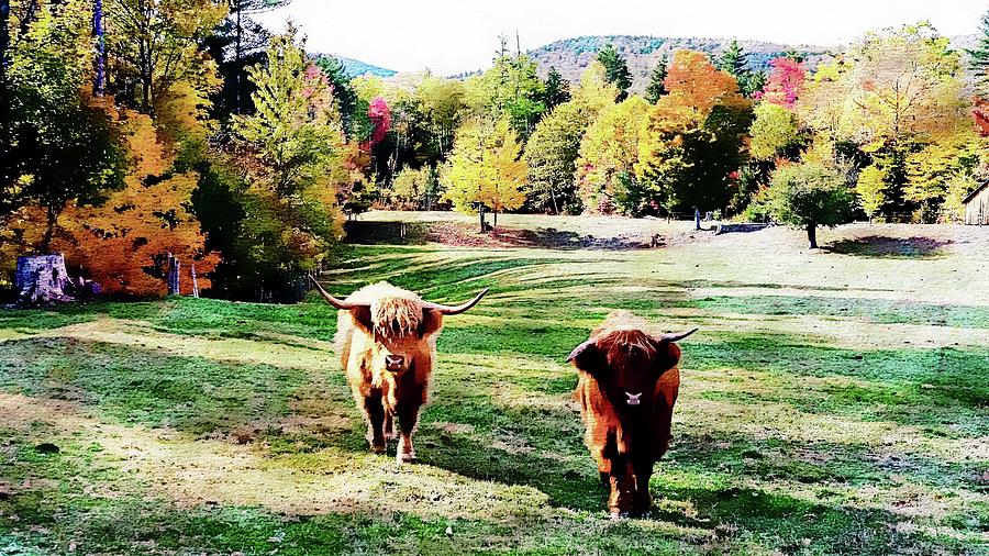 Scottish Highland Cattle - New Hampshire Fall Foliage #1 Photograph by Joseph Hendrix