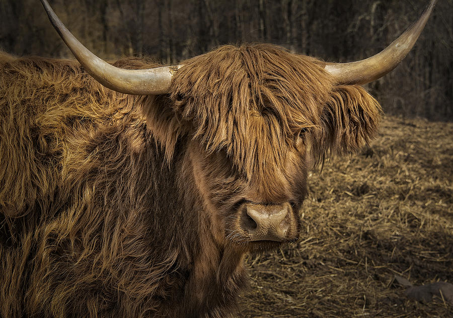 Scottish Highland Cattle #1 Photograph by Phil Cardamone