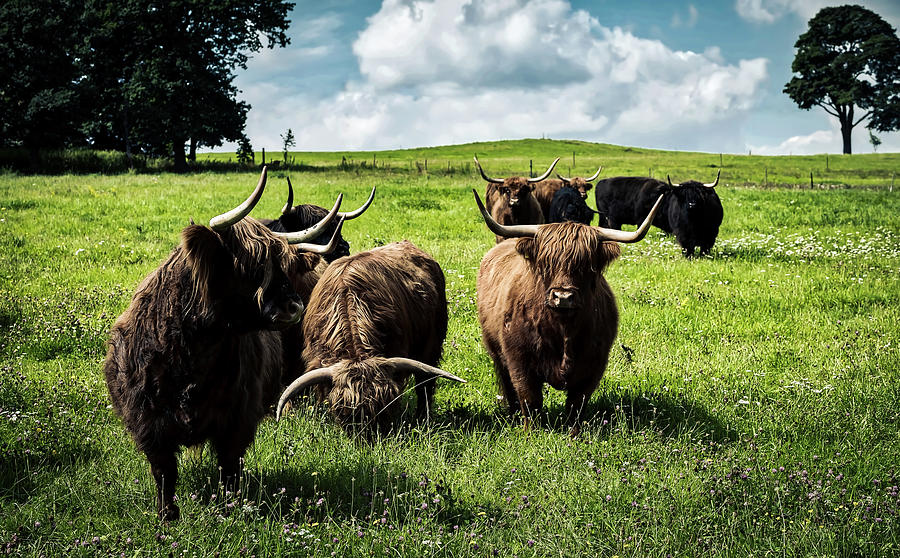 Scottish Highland Cattle #1 Photograph by Mountain Dreams