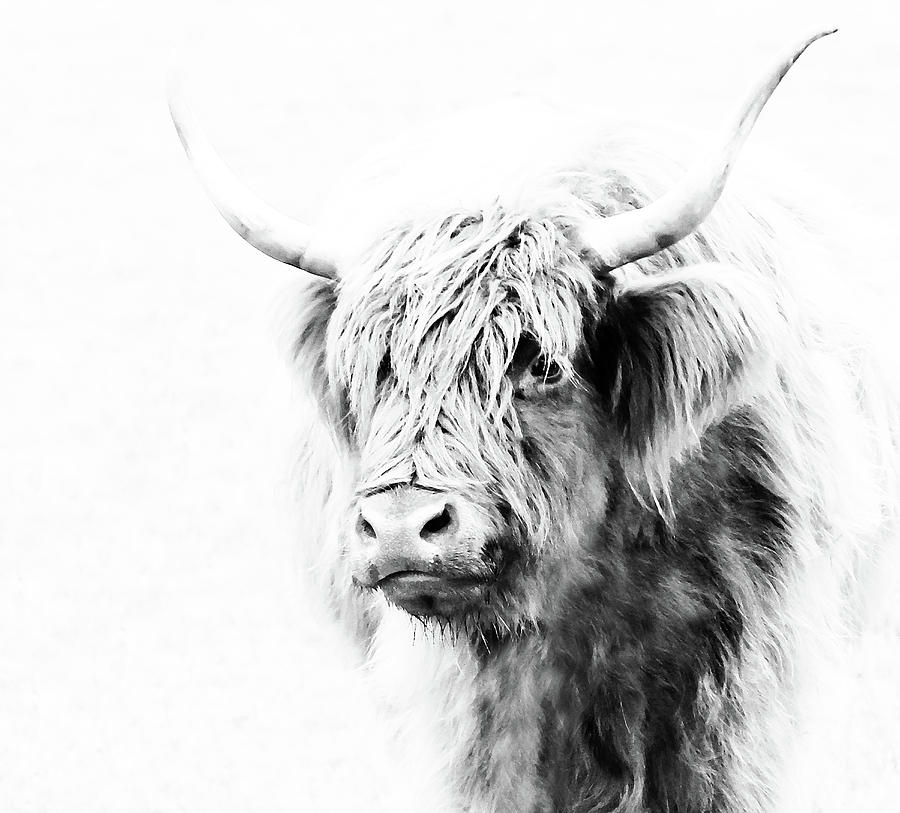 Scottish Highland Cow Photograph by Athena Mckinzie