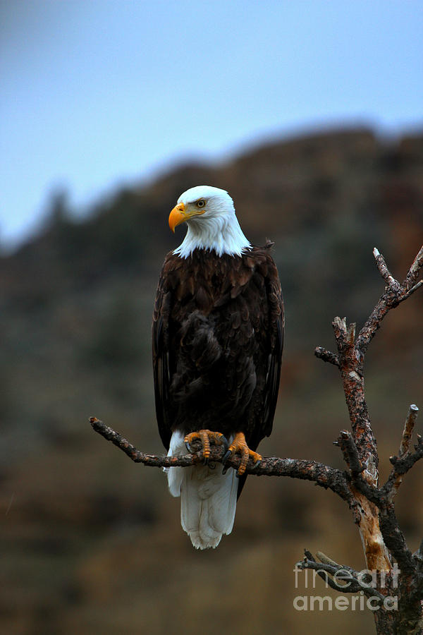 Eagle Photograph - Scouting The Area #1 by Adam Jewell