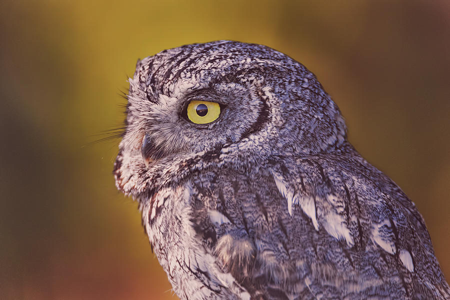 Screech Owl  #1 Photograph by Brian Cross