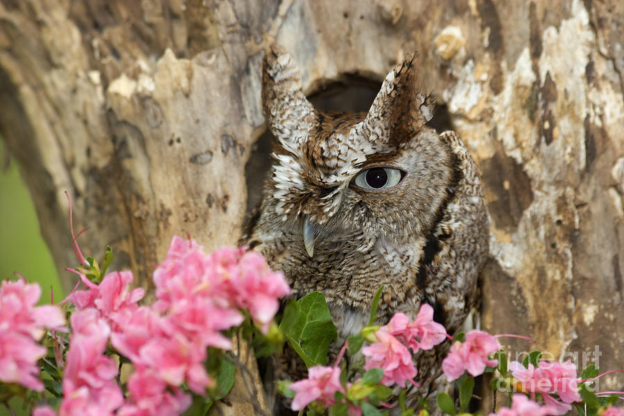 Screech Owl #1 Photograph by Jill Lang