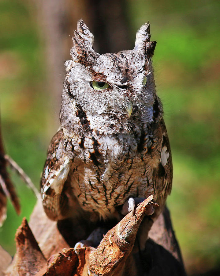 Owl Photograph - Screech Owl #1 by SC Shank
