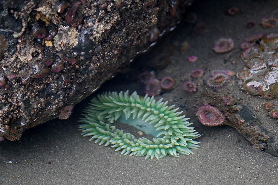 Sea Anemone - 2 #1 Photograph by Christy Pooschke