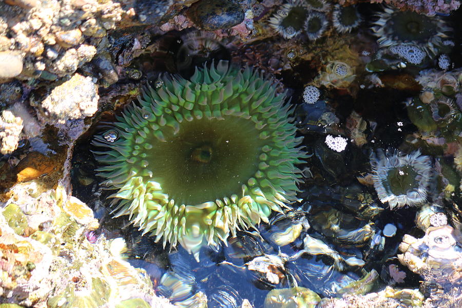 Sea Anemone  #1 Photograph by Christy Pooschke