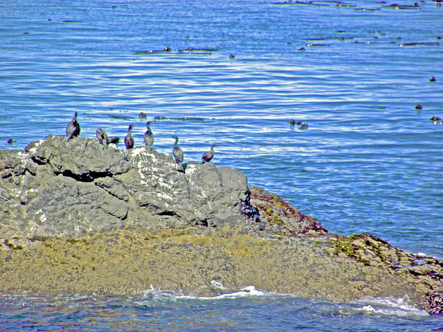 Sea Birds on Rocks Offshore in Salt Creek Recreation Area on Olympic Peninsula, Washington #1 Photograph by Ruth Hager